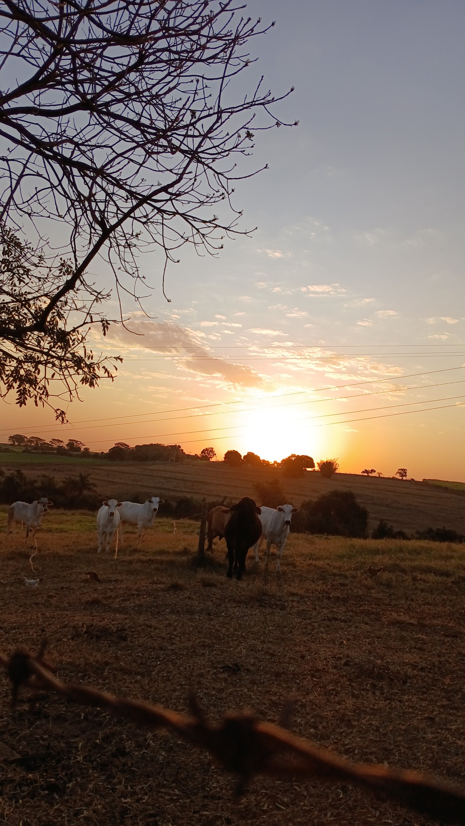 Foto de Julia Regina Cardoso
